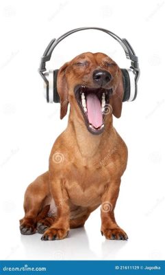 do dogs listen to music